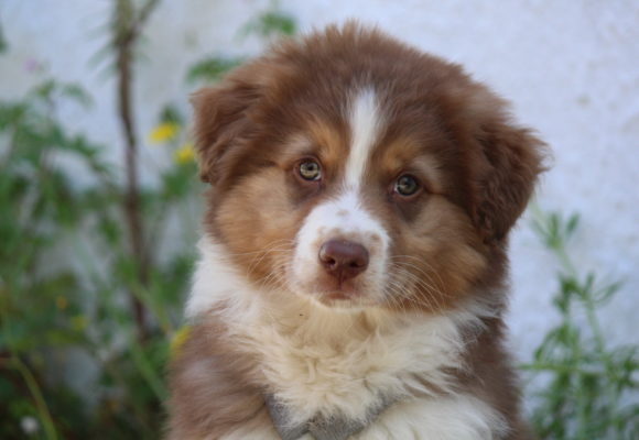 Bowie