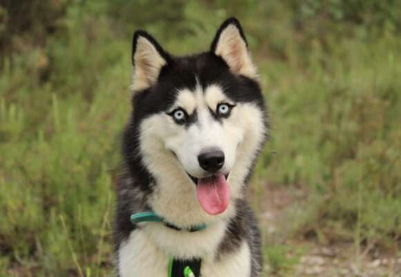 Loki